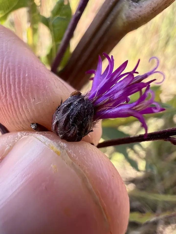 Tall Ironweed (Vernonia gigantea)