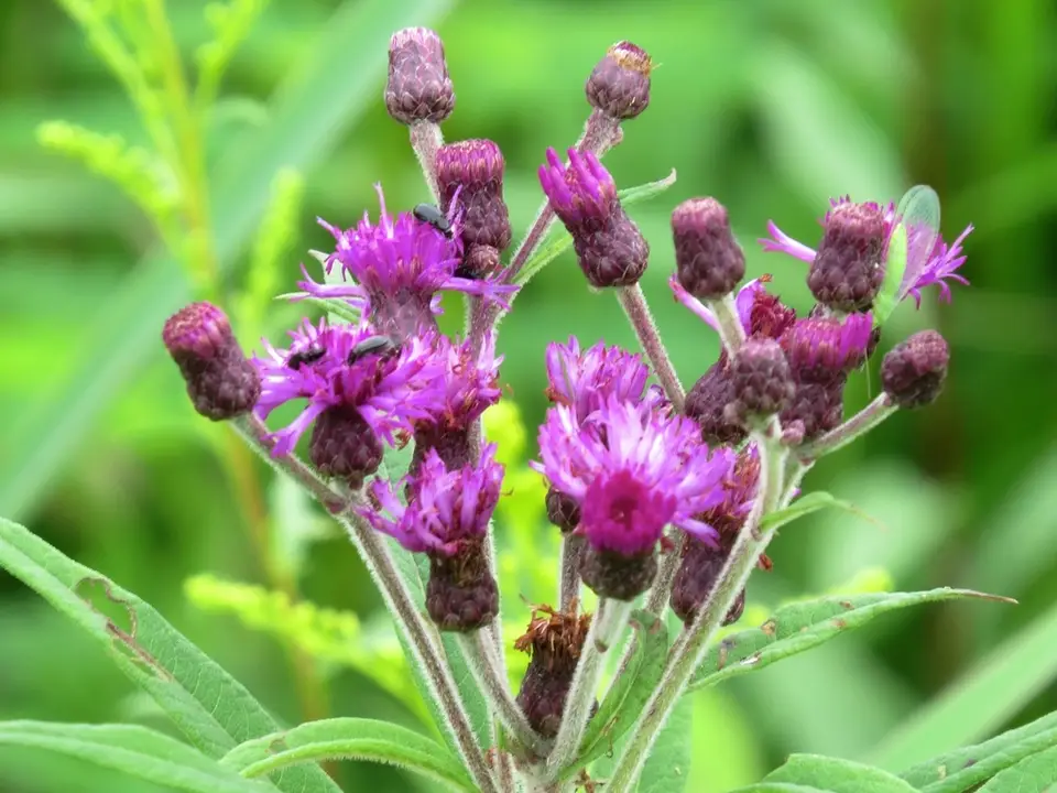 Missouri Ironweed (Vernonia missurica)