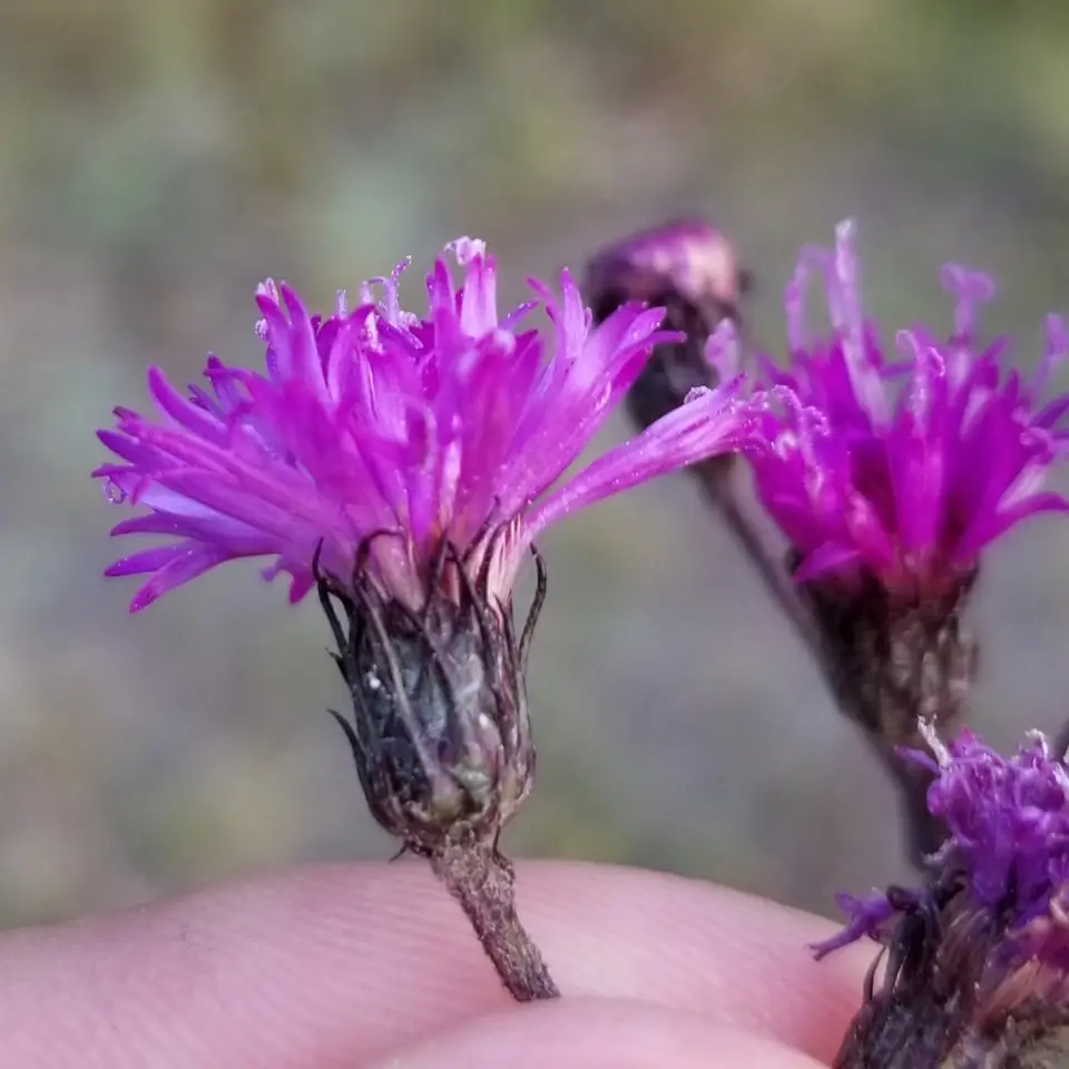 New York Ironweed (Vernonia noveboracensis)