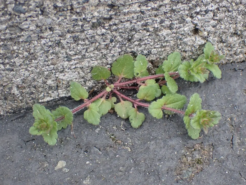 Corn Speedwell (Veronica arvensis)