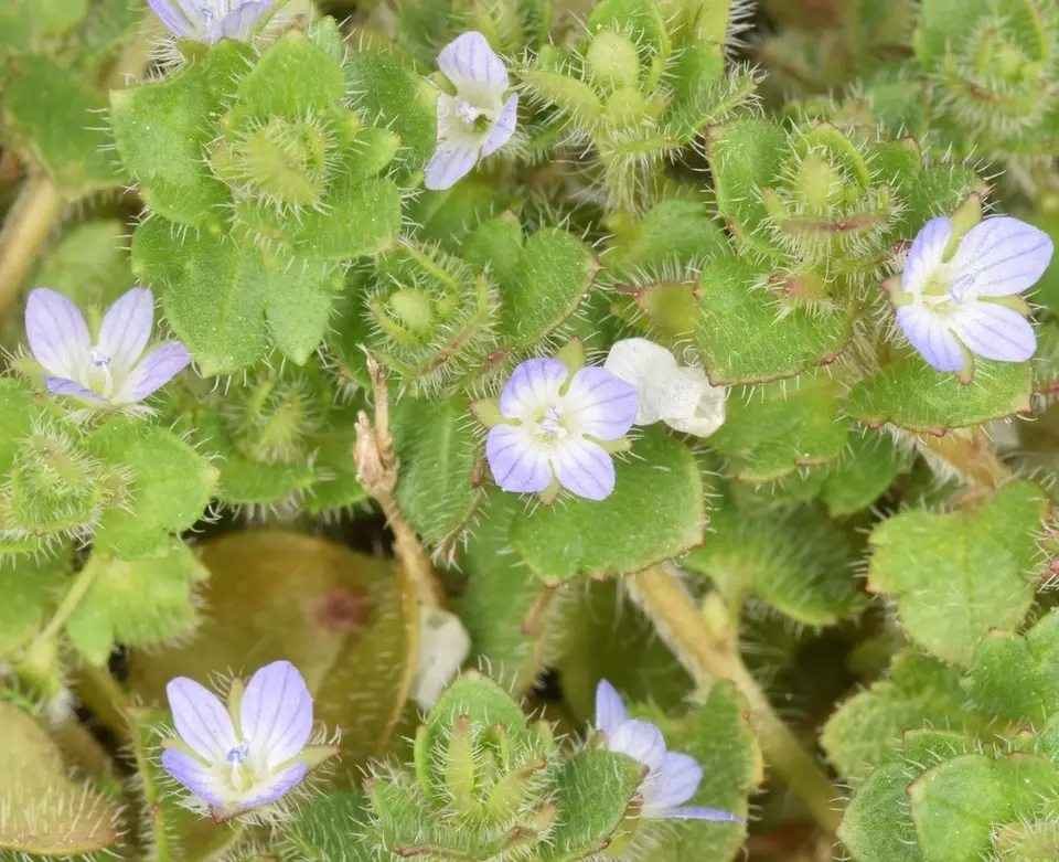 Ivy-Leaved Speedwell (Veronica hederifolia)