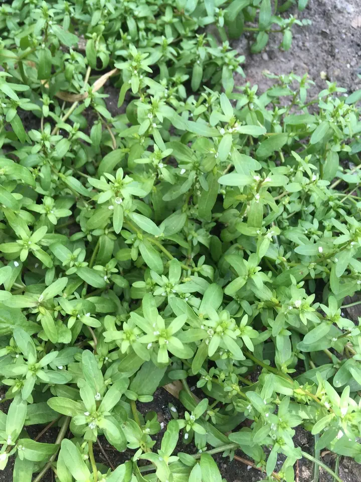 Purslane Speedwell (Veronica peregrina)