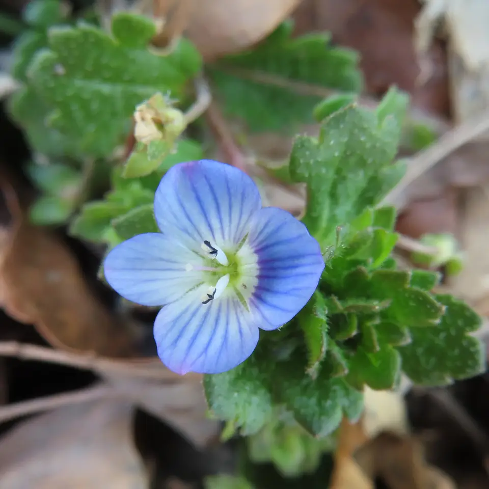 Bird's-Eye Speedwell (Veronica persica)