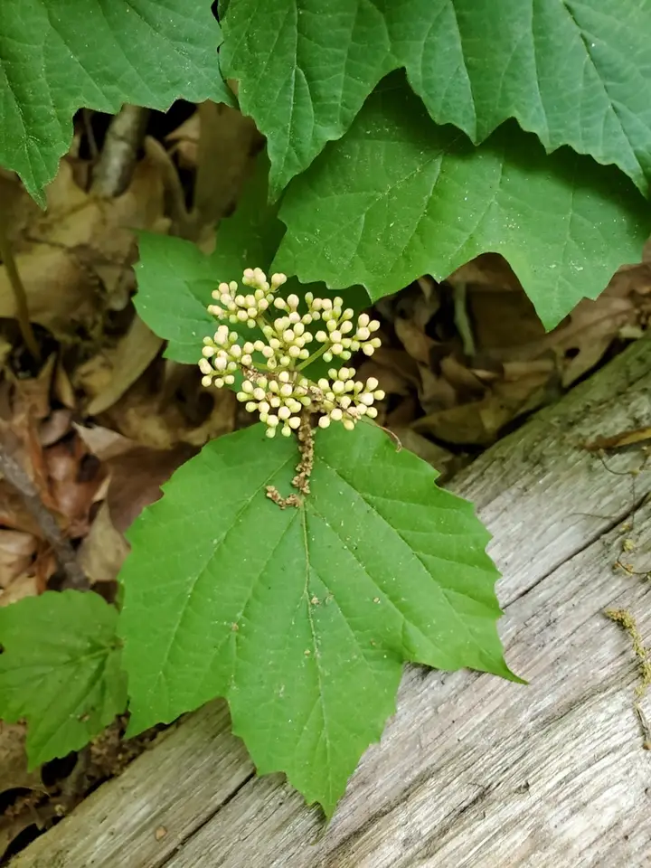Mapleleaf Viburnum (Viburnum acerifolium)