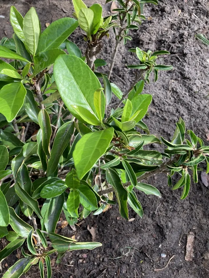 Viburnum awabuki (Viburnum awabuki)