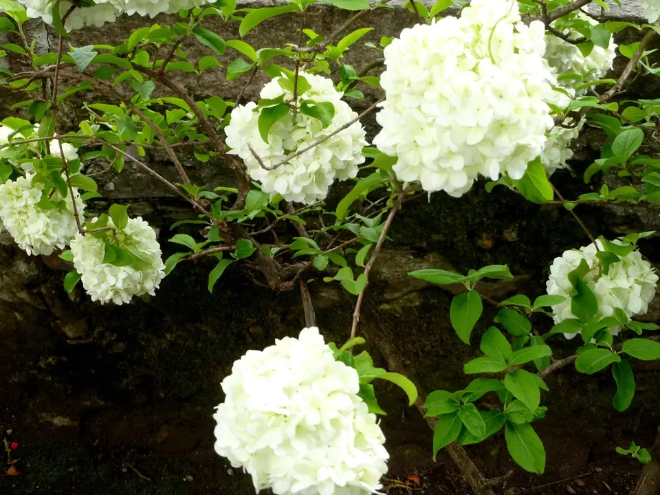 Chinese Snowball Viburnum (Viburnum macrocephalum)