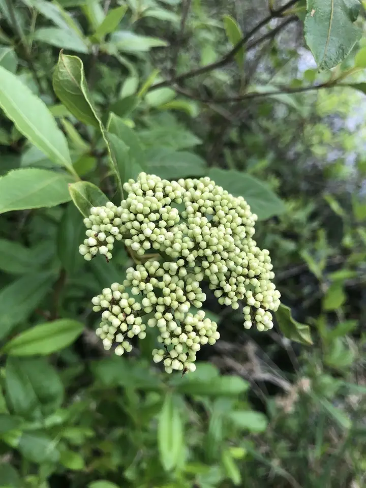 Shining Viburnum (Viburnum nitidum)