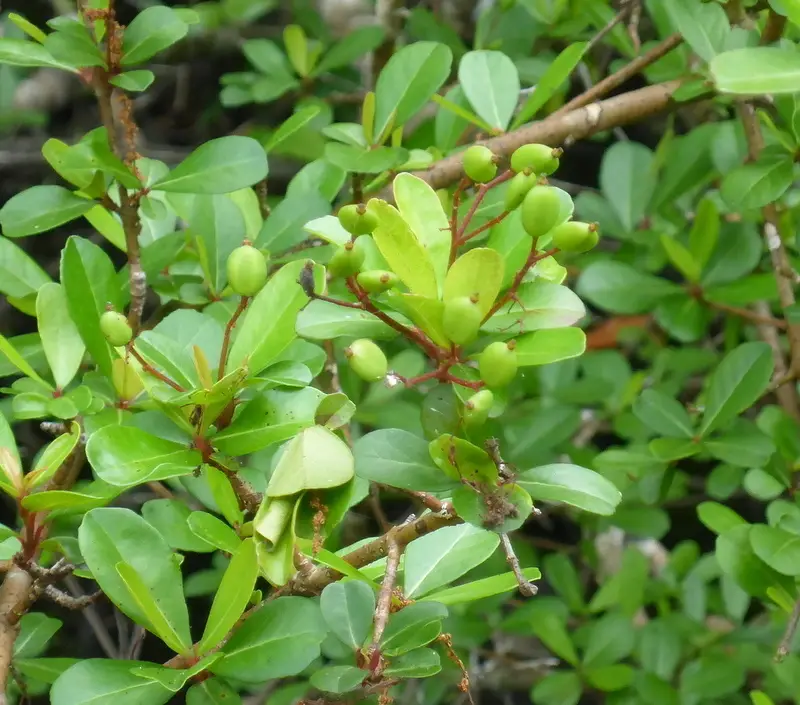 Walter's Viburnum (Viburnum obovatum)