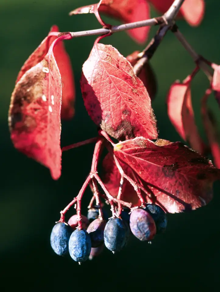 Rusty Blackhaw (Viburnum rufidulum)