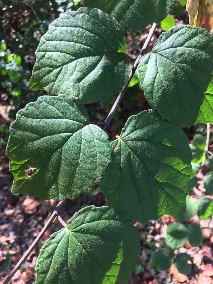 Southern Toothed Viburnum (Viburnum scabrellum)