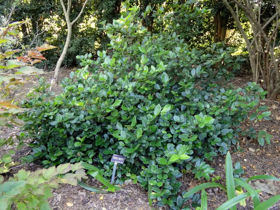 Sandankwa Viburnum (Viburnum suspensum)