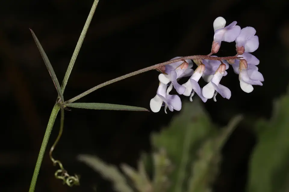 Fourleaf Vetch (Vicia acutifolia)