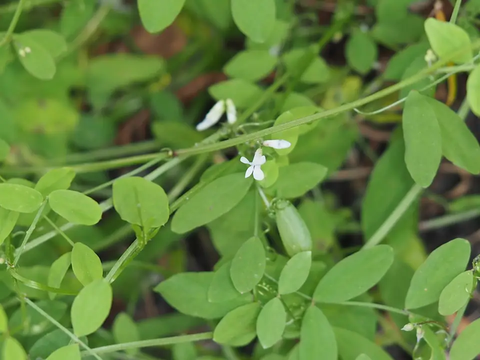 Florida Vetch (Vicia floridana)