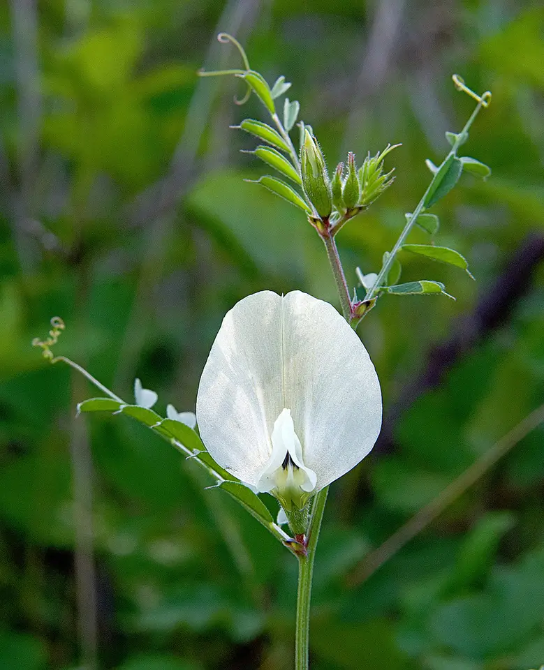 Large Yellow Vetch (Vicia grandiflora)