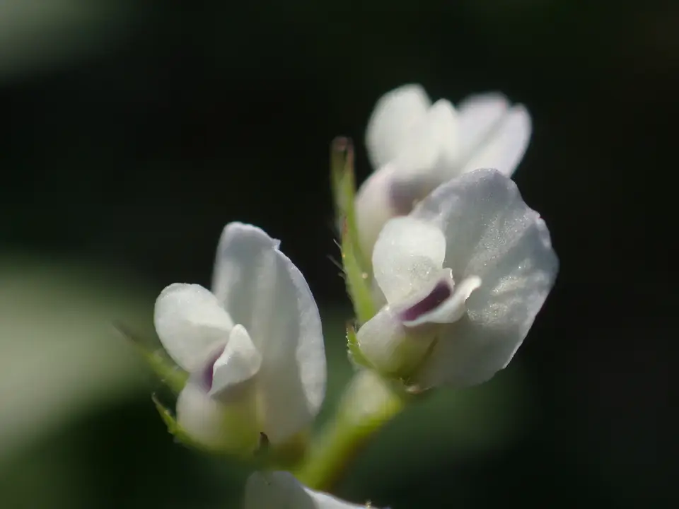 Hairy Tare (Vicia hirsuta)