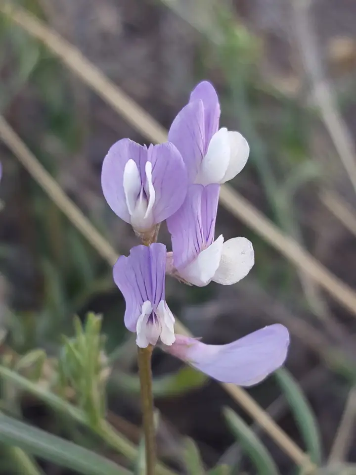 Slender Vetch (Vicia ludoviciana)