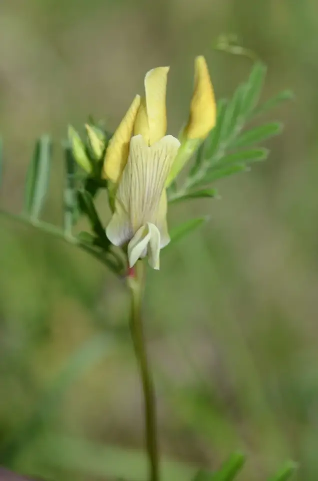 Yellow Vetch (Vicia lutea)
