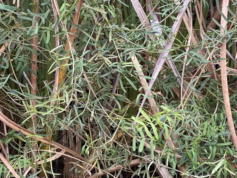 Ocala Vetch (Vicia ocalensis)