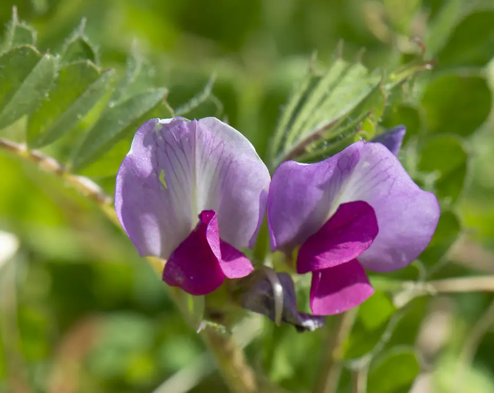 Common Vetch (Vicia sativa)