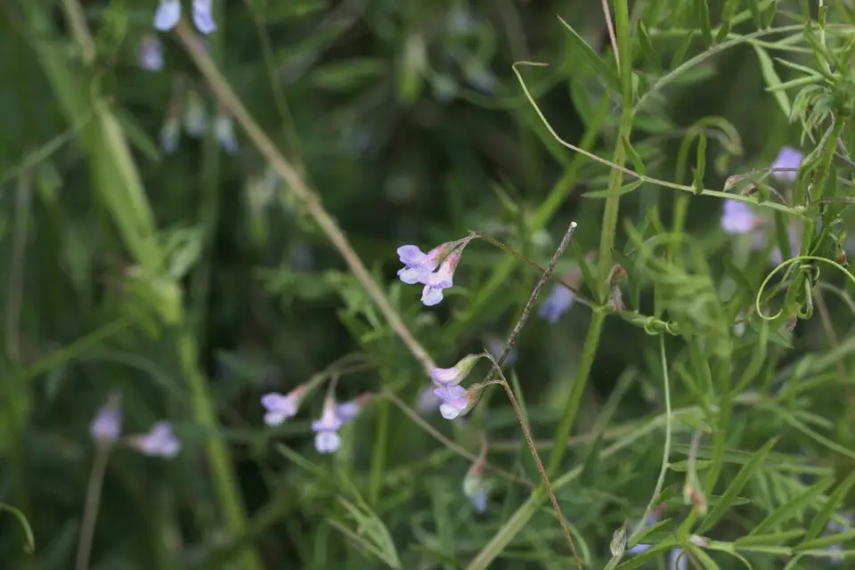 Lentil Vetch (Vicia tetrasperma)
