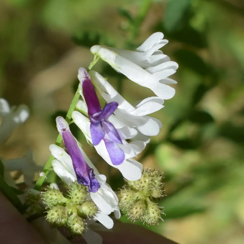 Hairy Vetch (Vicia villosa)