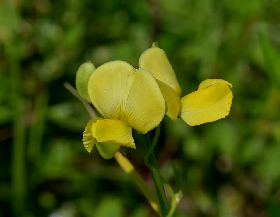 Hairypod Cowpea (Vigna luteola)