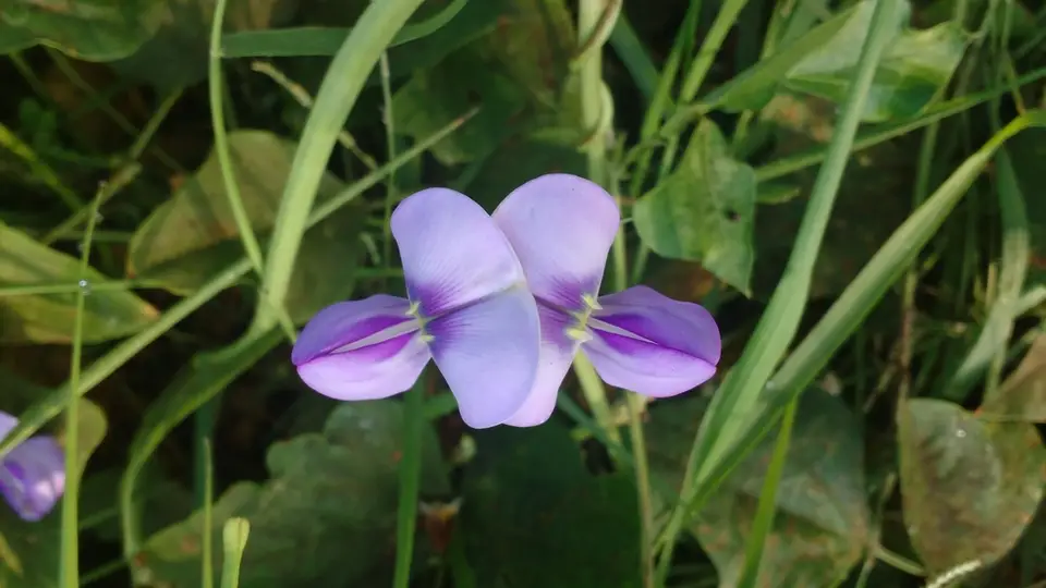 Cowpea (Vigna unguiculata)