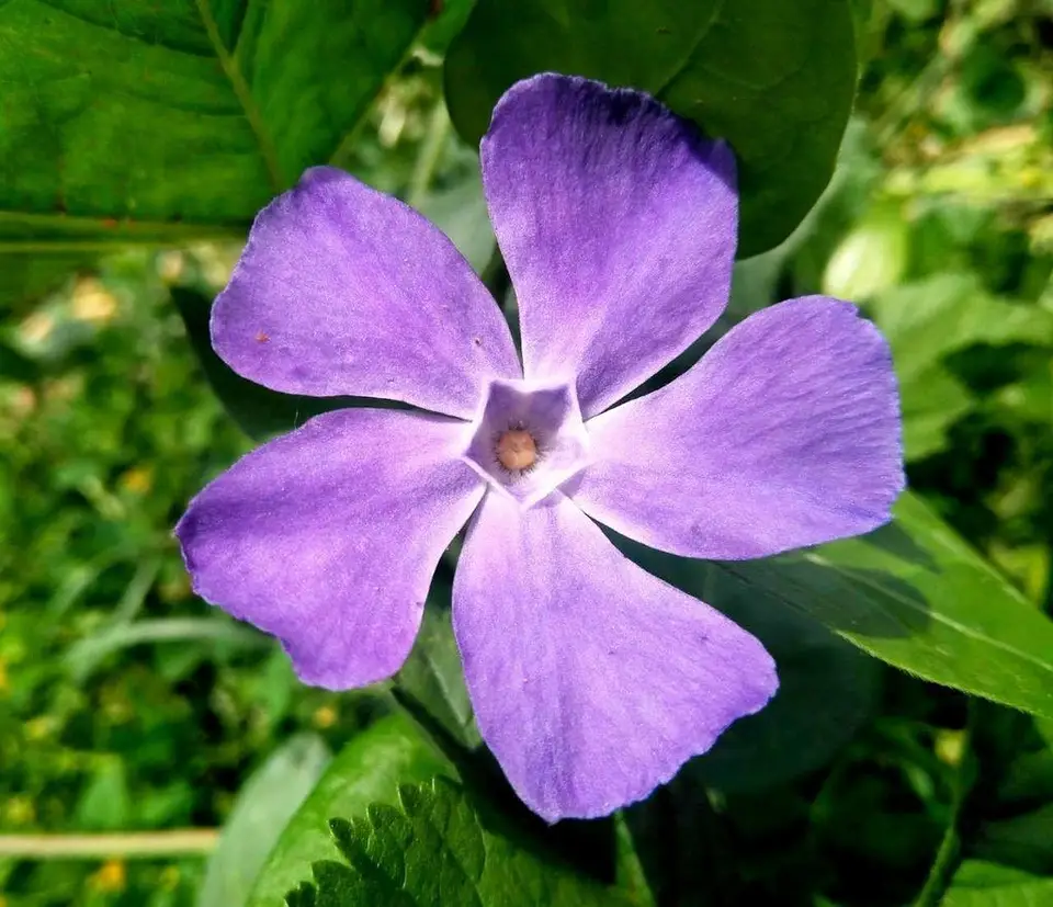 Greater Periwinkle (Vinca major)