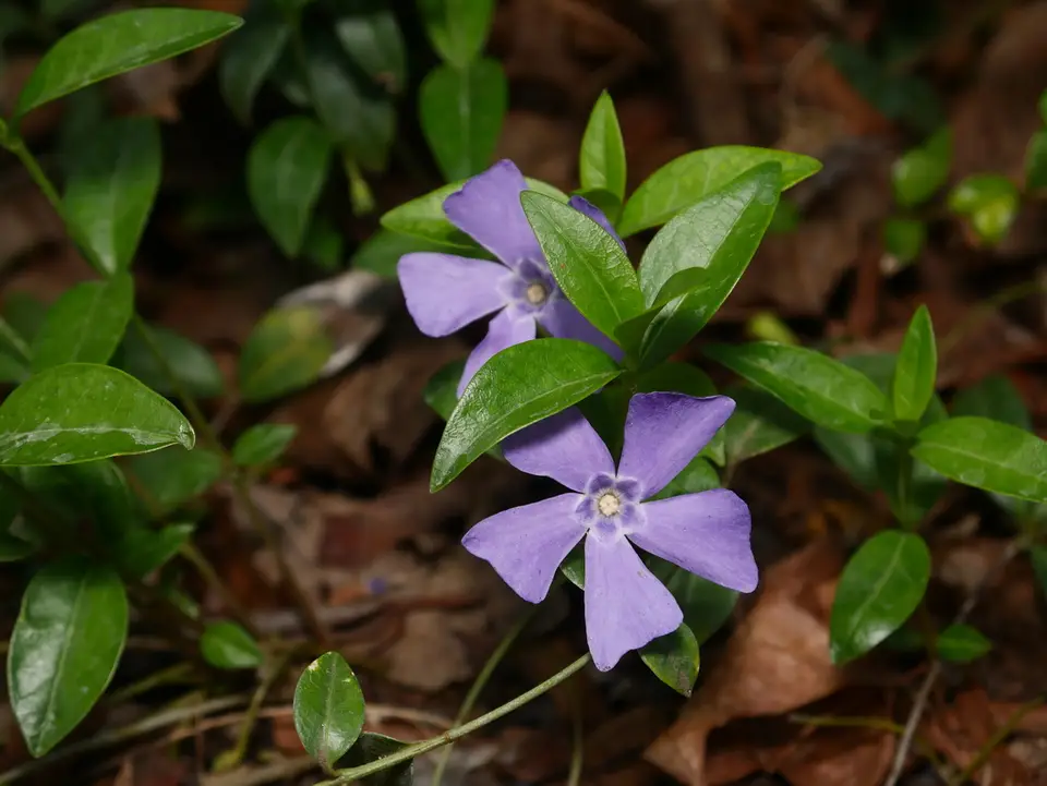 Lesser Periwinkle (Vinca minor)