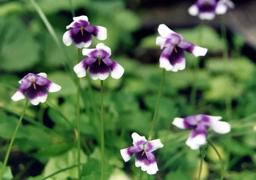 Banks' Violet (Viola banksii)