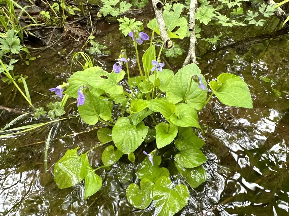 Marsh Blue Violet (Viola cucullata)