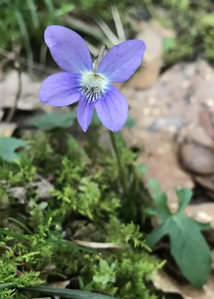 Salad Violet (Viola edulis)