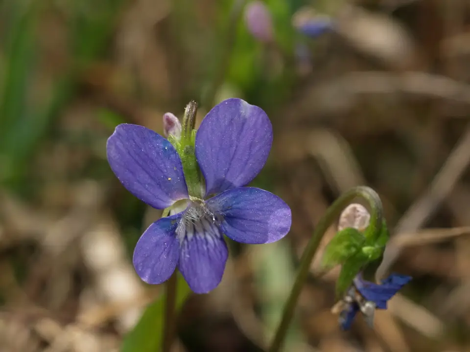 Triangle-Leaved Violet (Viola emarginata)