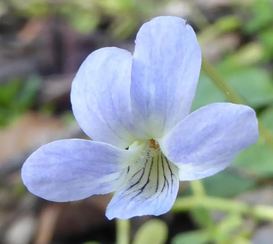 Florida Violet (Viola floridana)