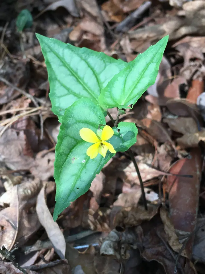 Halberd-Leaved Violet (Viola hastata)