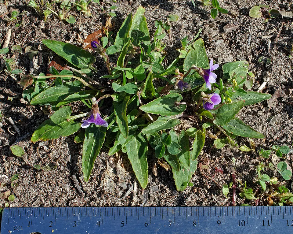 Long Sepal Violet (Viola inconspicua)