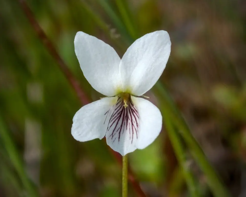 White Bog Violet (Viola lanceolata)