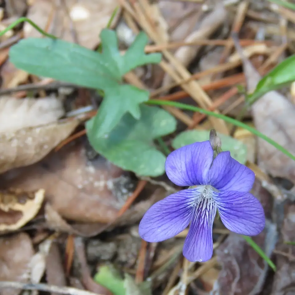 Three-Lobed Violet (Viola palmata)
