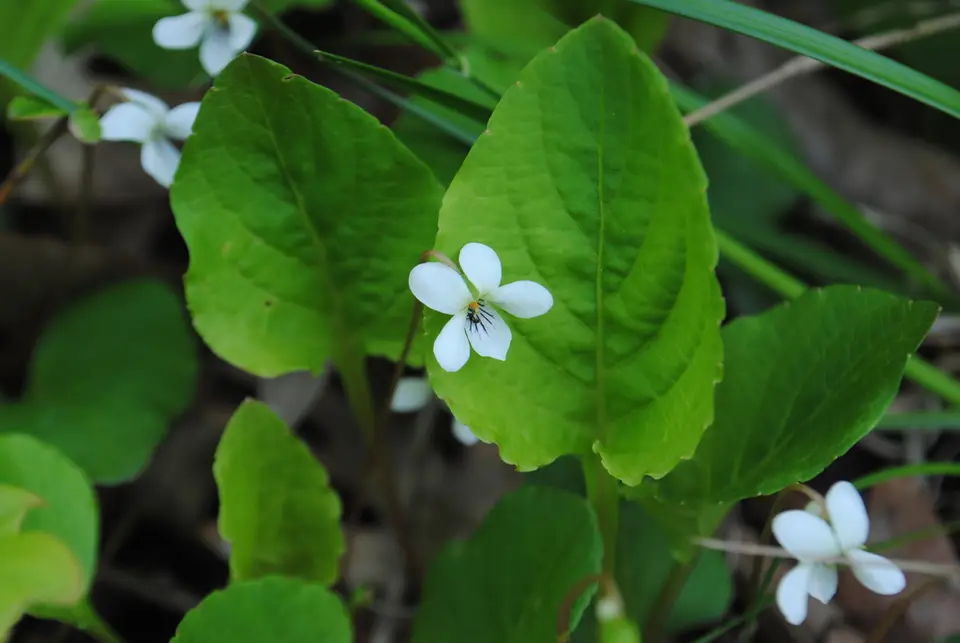 Primrose-Leaved Violet (Viola primulifolia)
