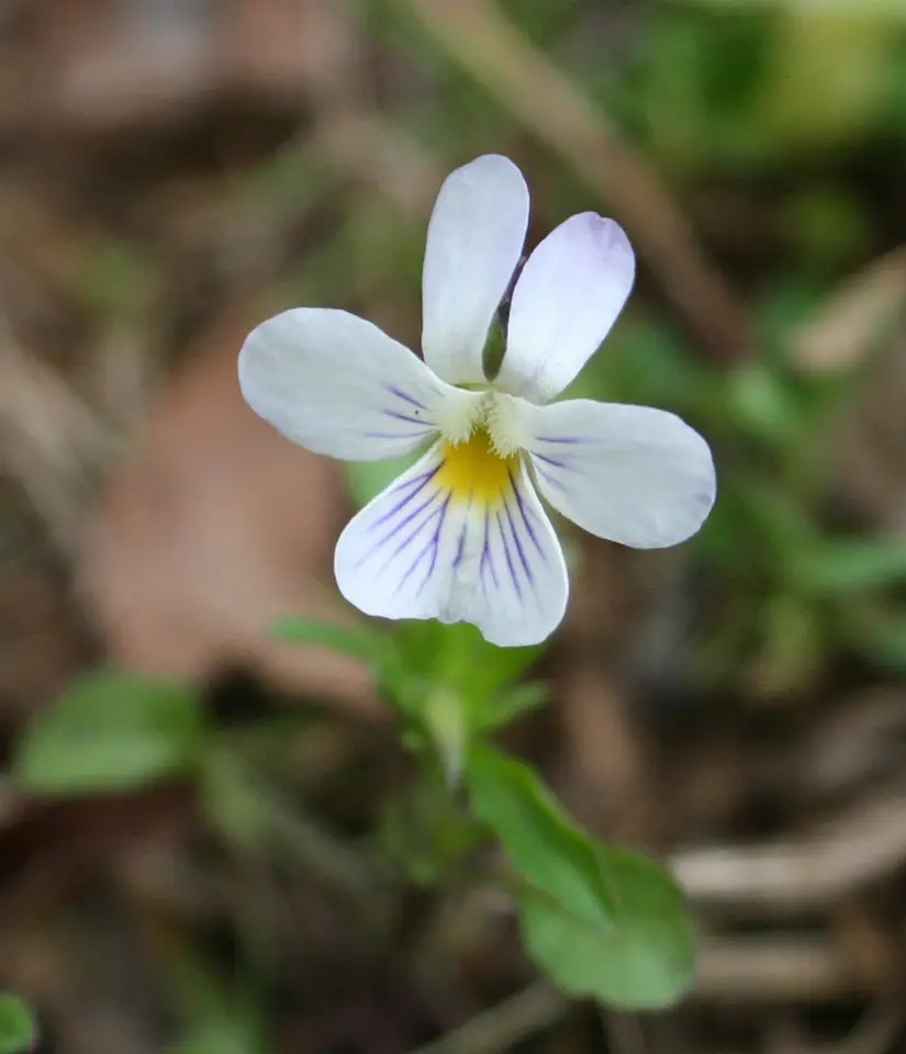 American Field Pansy (Viola rafinesquei)