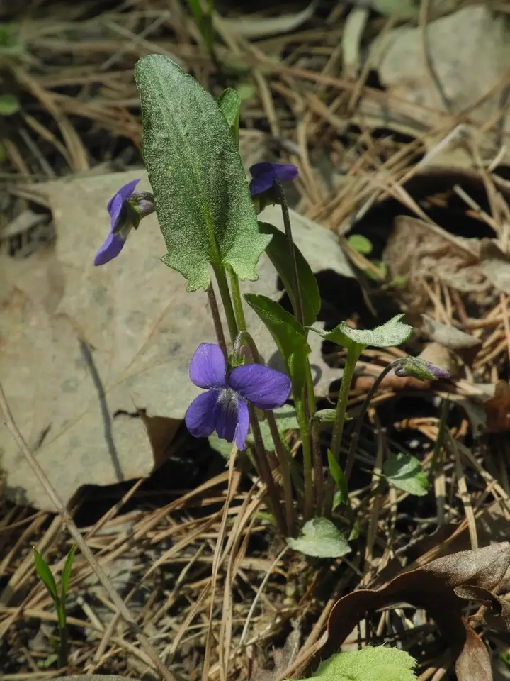 Arrowleaf Violet (Viola sagittata)