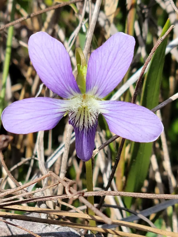 Southern Coastal Violet (Viola septemloba)