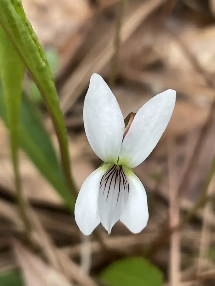 Southern Water Violet (Viola vittata)