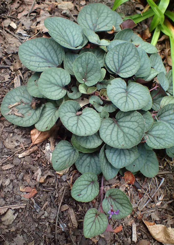 Prostrate Blue Violet (Viola walteri)
