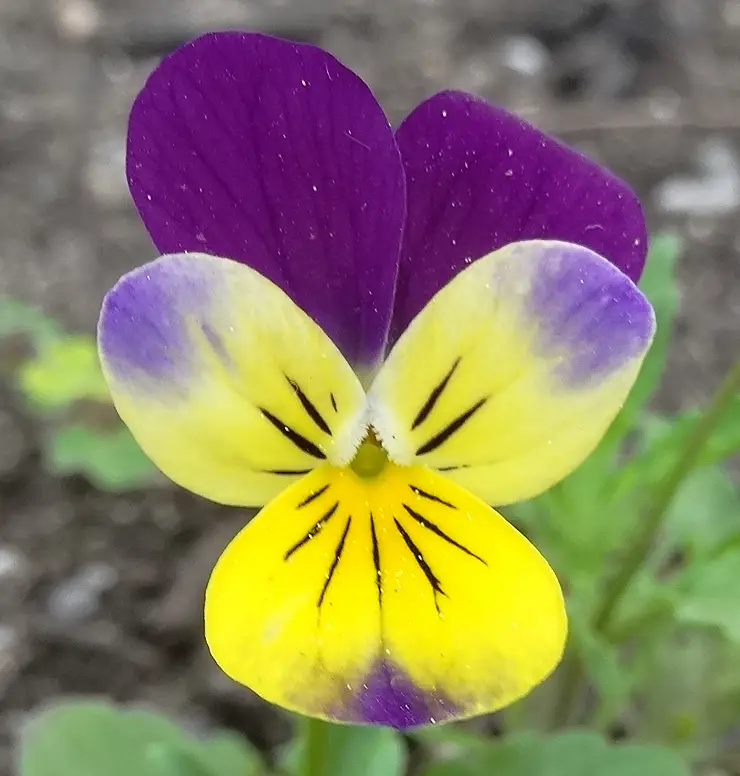 Horned Pansy (Viola × williamsii)