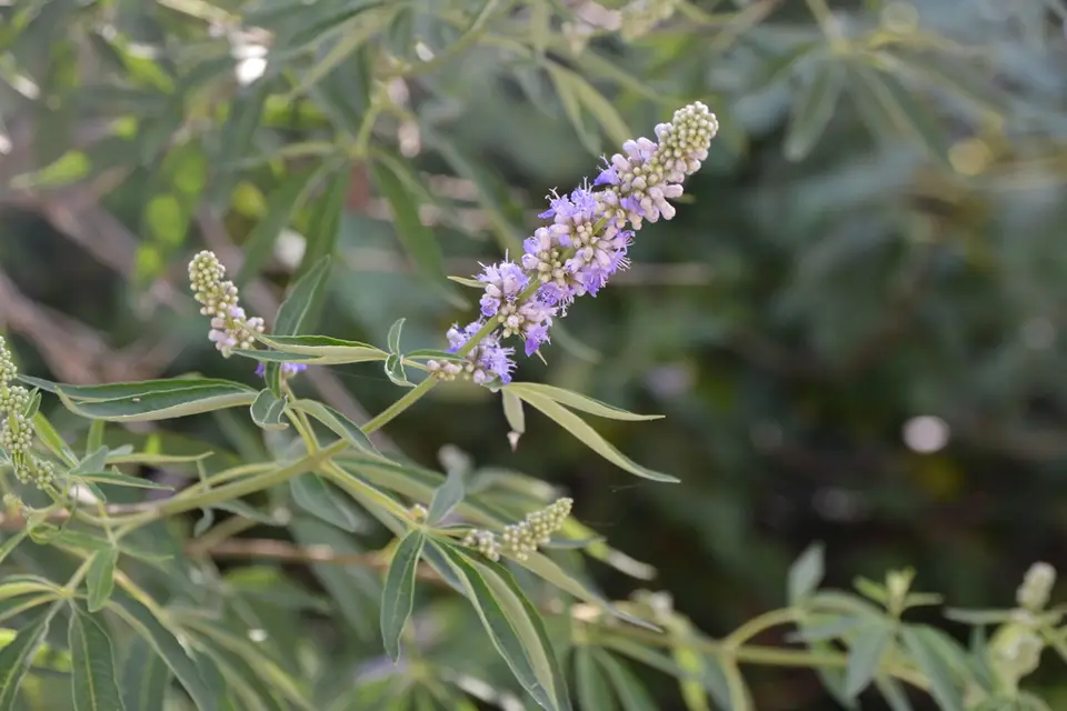 Lilac Chaste Tree (Vitex agnus-castus)