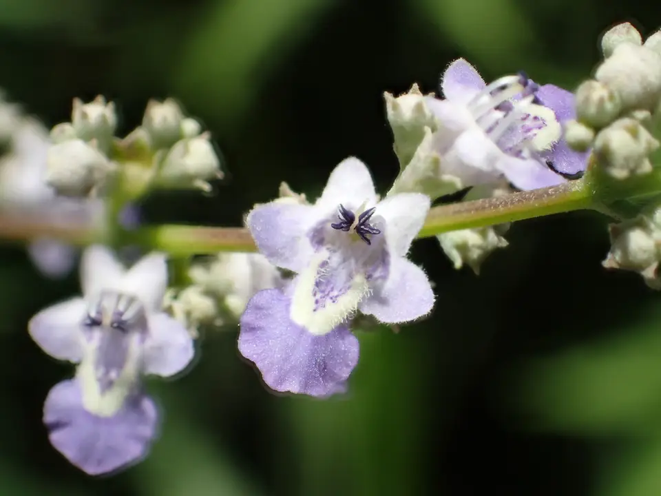 Five-Leaved Chaste Tree (Vitex negundo)