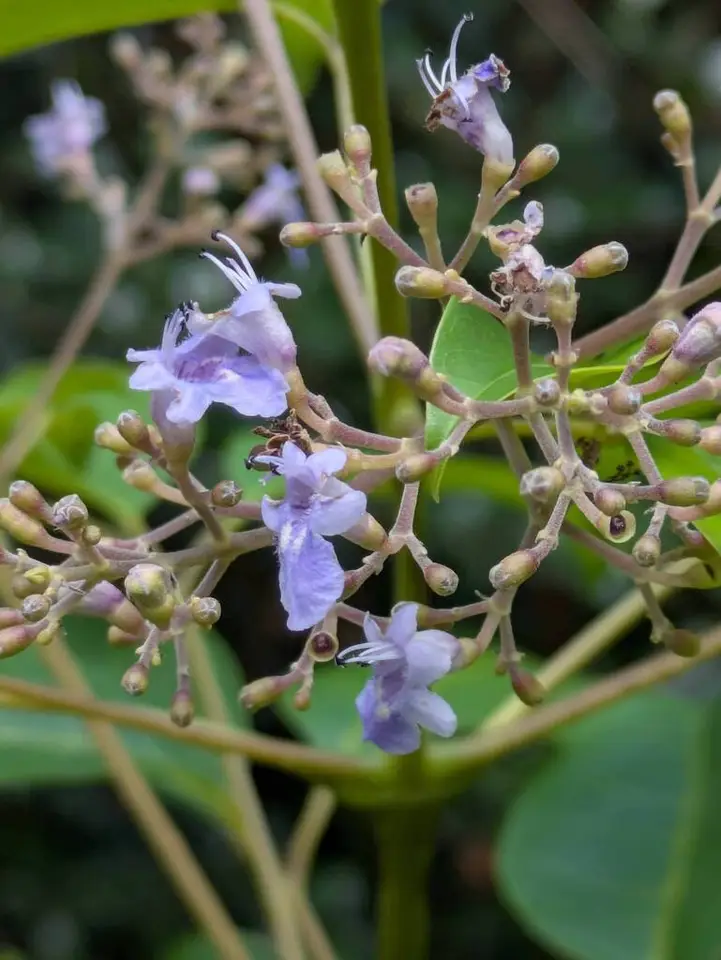 Smallflower Chastetree (Vitex parviflora)