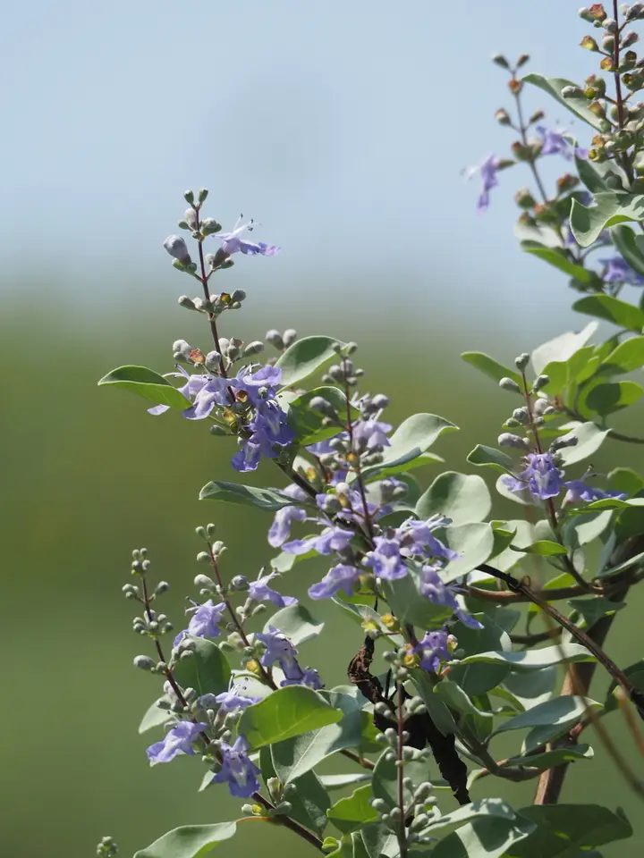 Beach Vitex (Vitex rotundifolia)