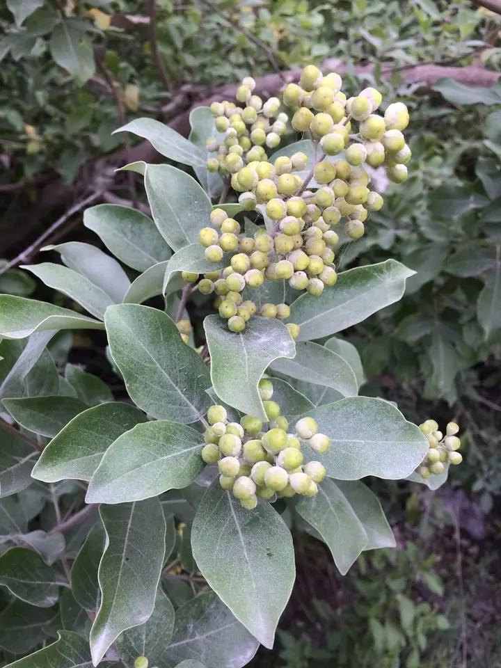 Simpleleaf Chastetree (Vitex trifolia)